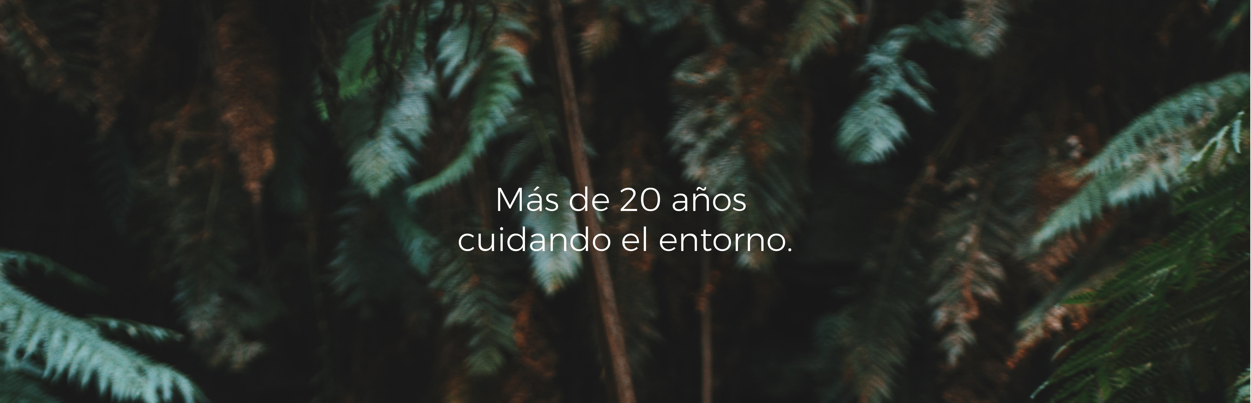 BORESTAL-ESTRATEGIA-WEB-BRANDING-FORESTAL-BOSQUES