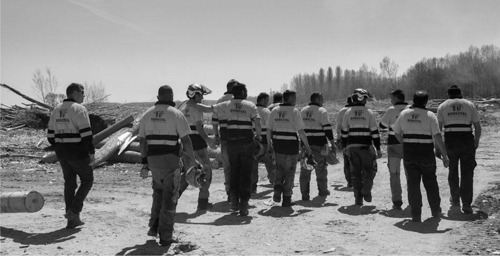 BORESTAL-ESTRATEGIA-WEB-BRANDING-EQUIPO-FORESTAL